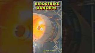 Feathers of Fury  Dangers of Birdstrikes in aviation shorts aviation [upl. by Slavic]