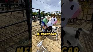 PAHLAWAN Pakai Kostum🐮🤗 videoviral baik sapi [upl. by Adok]