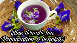 Blue Ternate Tea  Clitoria Ternatea Tea  Blue butterfly flower tea  Benifits and Tea preparation [upl. by Yadroc57]