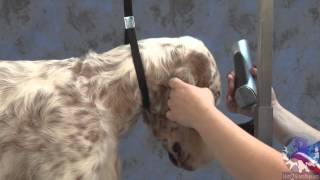 Grooming the Show Style English Setter with Irina Pina Pinkusevich [upl. by Legnaesoj]