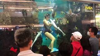 大葉高島屋餵魚秀 fish feeding show [upl. by Nodnarg716]