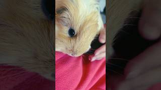 Purring Sheltie Guinea pig [upl. by Dnartreb]