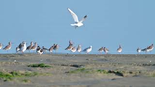 Blacktailed Godwits amp Bartailed Godwits resting  Voorland Nummer Een Netherlands 26102024 [upl. by Iliram]