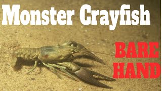 How To Catch Crayfish With Hands Catching Crawfish With Bare Hands Crayfishing Bare Handed  SFSC [upl. by Giardap]