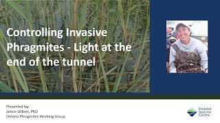 Controlling Invasive Phragmites  Light at the end of the tunnel [upl. by Nawuq]