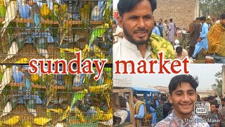 Sunday Market Hazro Famous Birds Market munsab k Hazro tv vlog Sttock Pakistan [upl. by Asir]