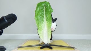 Rabbit Destroys Lettuce Leaf Bigger Than He Is  Rabbit Eating ASMR [upl. by Esmerolda]