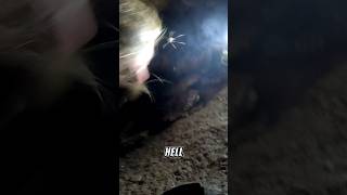 Attacked by crickets in an Amish cave 😱 caveexploration natureadventure caves [upl. by Calondra771]