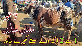 Medium Range Sahiwal or Cholistani kheerayy Bachroo ki latest update [upl. by Banna289]