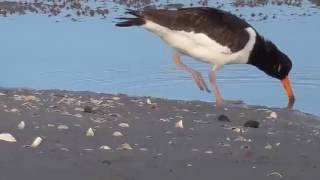 Eurasian Oystercatcher foraging [upl. by Lexy]