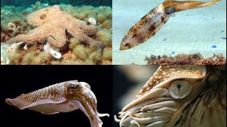 cephalopods [upl. by Hulen546]