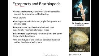 333 Lophotrochozoa Rotifers Acanthocephalans Ectoprocts and Brachiopods [upl. by Bonni]