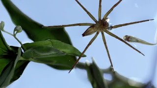 This Terrifying Spider Hunts Fish Underwater [upl. by Giguere971]