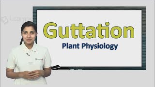 Know more about Guttation NEET Botany XI Plant Physiology [upl. by Hester]