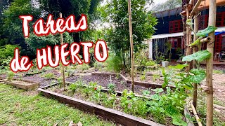 Tareas de HUERTO en CASA🏡 🍅🌻 huertoorganico [upl. by Hulen]