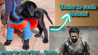 Cute black Labra Dog Vlog🐶🧿kavikavirajsinghdog cutedogviraltrendingshortssubscribe [upl. by Dryfoos]