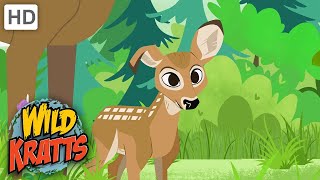 Wild Kratts  Little Buckeroo CUTE [upl. by Nickola]