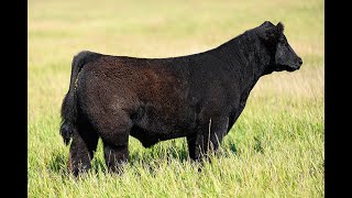 Reimann Pasture Sale 2024  Tag 20 [upl. by Platas]