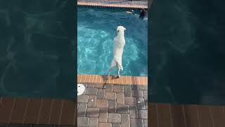 Super Sage the yellow lab diving to catch the pink piggy thrown into pool viral pets shorts lab [upl. by O'Brien]