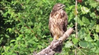 Buizerd roep [upl. by Christin]