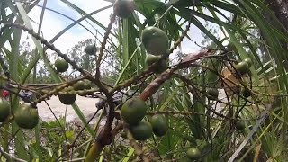 New Florida law takes effect to create harsher penalties for palmetto berry thefts [upl. by Anuaik]