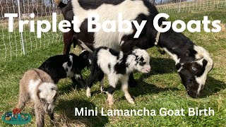 Triplet Baby Goats Mini Lamancha Goat Birth [upl. by Angie]