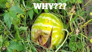 Why are the Watermelons splitting on the Vine What to do [upl. by Eneleuqcaj649]