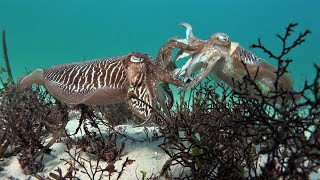 ¿Conoces a los habitantes de las praderas marinas [upl. by Anada703]