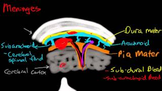 Meninges [upl. by Janiuszck]