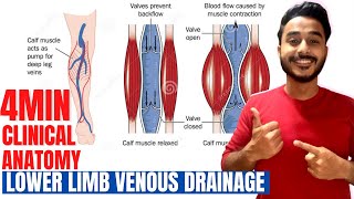 lower limb venous drainage clinical anatomy  clinical anatomy of venous drainage of lower limb [upl. by Olenka]