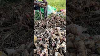 Galangal🌱 satisfying agriculture [upl. by Isbella]