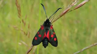 Narrowbordered Fivespot Burnet Zygaena lonicerae [upl. by Amehsat975]