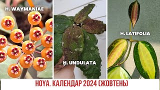 Hoya  Хоя День за днем Календар 2024 жовтень [upl. by Annez849]