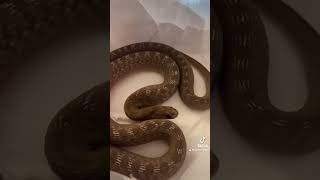 Dasypeltis Gansi serpent reptiles [upl. by Ardnad]