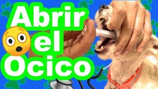 COMO darle MEDICINAS a tu PERRO 👍SIN que te MUERDA [upl. by Wicks]