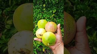 സത്യം ആര് പറഞ്ഞാലും കേൾക്കണം✌️dreamhousevlogfrashenfruitkrishivaraityvideochallangeshotfoodvi [upl. by Anairol]