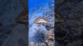 Indonesian Hawksbill Sea turtle scubadiving gopro scuba underwater bali ocean indonesia [upl. by Nyleuqaj912]