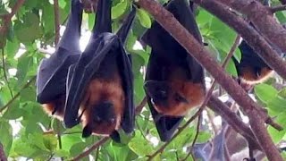 Raposas Voadoras  Flying Foxes  ค้างคาวแม่ไก่ [upl. by Yrnehnhoj]