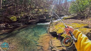 My first dry fly fish of the YEAR Fly Fishing a TINY Creek for Trout [upl. by Halsy234]