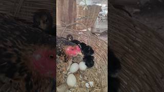 Remove the eggshell viralvideo video chicken viralshort viralshorts tranding [upl. by Althea]