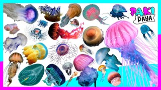 ¡TIPOS DE MEDUSAS Types of jellyfish 🤩 قناديل البحر  해파리  Qualle Animales marinos [upl. by Oniliuqnart]