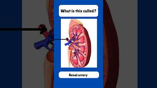 Kidney 🫘🫘 Anatomy 🫘 kidney essential science youtube kidney anatomy ytshorts education [upl. by Aydin]