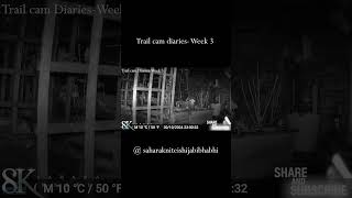 trailcam diaries Week 3 in the garden shorts shortsvideo animals [upl. by Yreved]