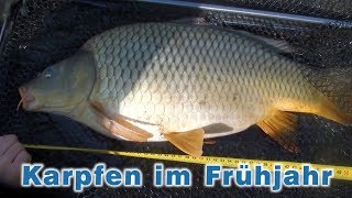 Karpfenangeln im Frühjahr  Angeln am Fluss  Fischen auf Karpfen und andere Fische [upl. by Areehs743]