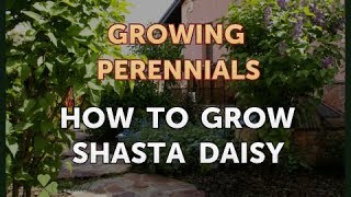 How to Grow Shasta Daisy [upl. by Nodaj]