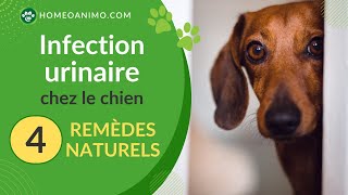 INFECTION URINAIRE 4 remèdes NATURELS pour soulager votre chien [upl. by Oribella]