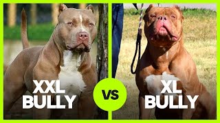 XXL Bully vs XL Bully Is the difference just the size [upl. by Lihp]