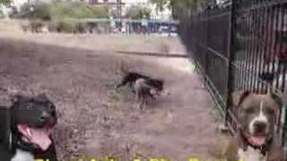 American Pit Bull Terrier Fight  100 APBT GAMEDOGS [upl. by Merete18]