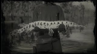 RDR2  Fishing  Legendary Longnose Gar [upl. by Nedroj]