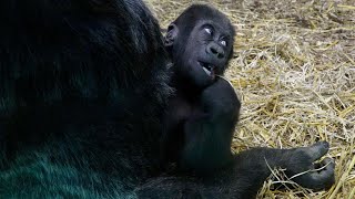 Adorable Baby Gorilla Makongo Turns 7 Months Old [upl. by Nuahsel790]